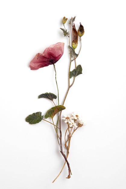 Dry Flower Png Images - Free Download on Freepik