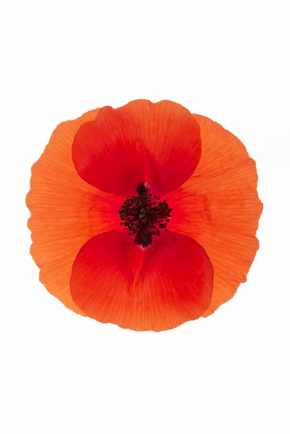 Free Photo flat lay flower press with white background