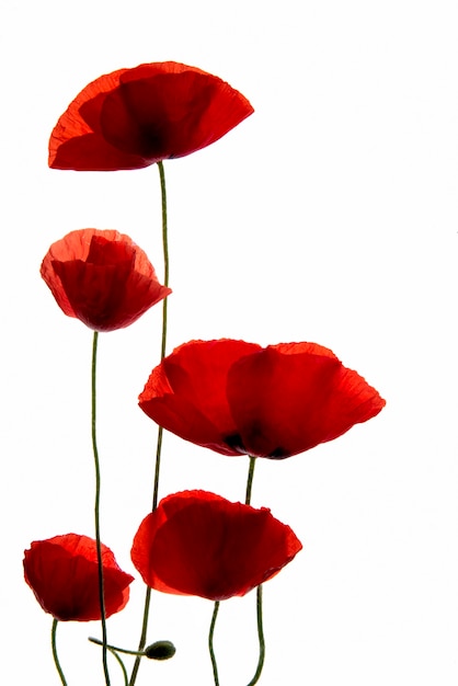 Free Photo flat lay flower press with white background