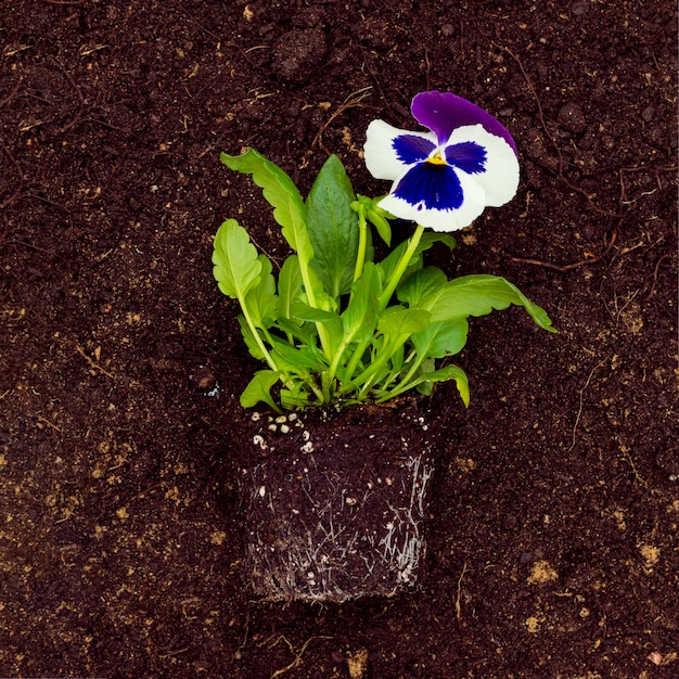 Flat lay flower on soil