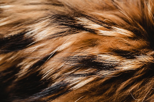 無料写真 フラットレイふわふわ犬の髪の壁紙