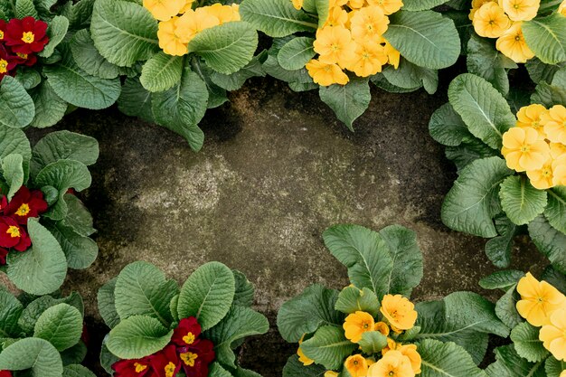 Flat lay frame with flowers and stucco background