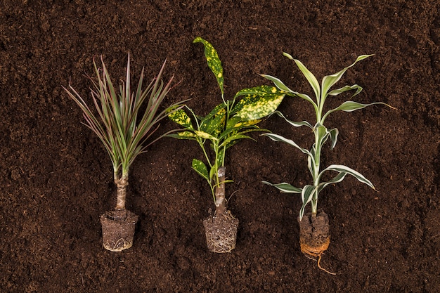 Free photo flat lay gardening compositio