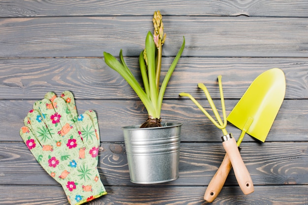 Flat lay gardening composition