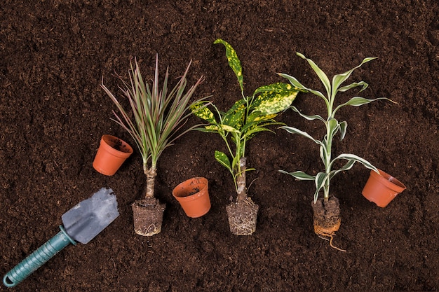 Free photo flat lay gardening concept