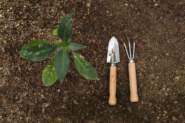 Flat lay gardening concept