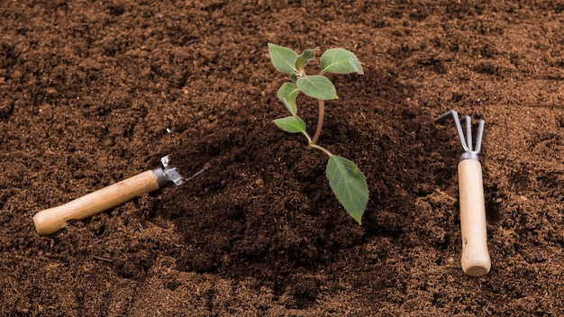 Flat lay gardening concept