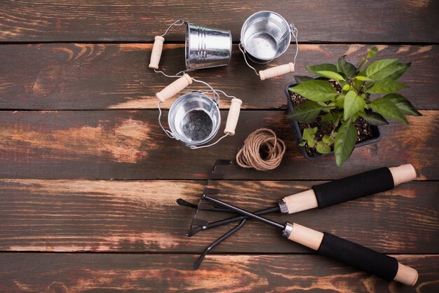 Flat lay of gardening tools and plant