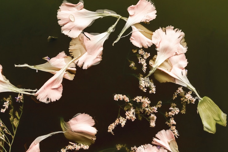 無料Photo 黒い水に横たわっていた豪華なピンクの花