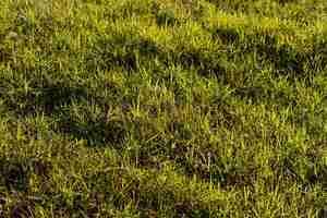 Free photo flat lay green grass