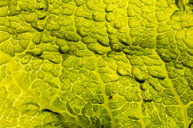 Free photo flat lay of green leaf texture