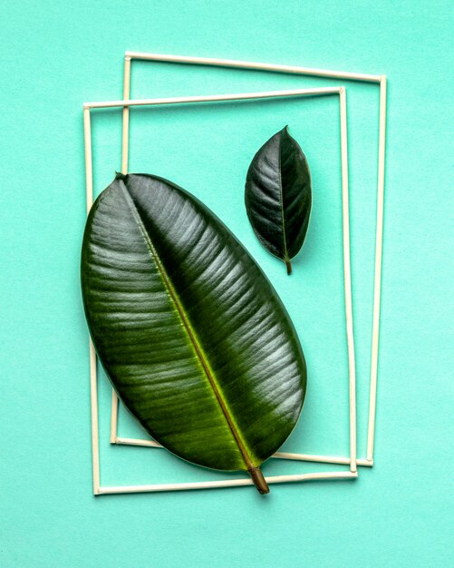 Flat lay green leaves arrangement with frames