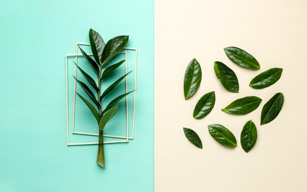 Flat lay green leaves assortment