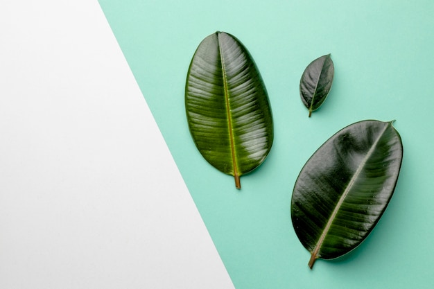 Flat lay green leaves composition with copy space