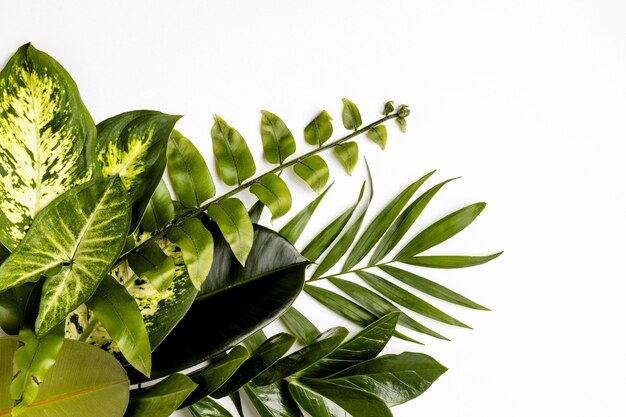 Flat lay green leaves composition