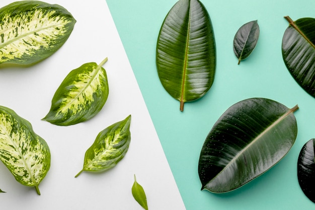 Flat lay green leaves composition