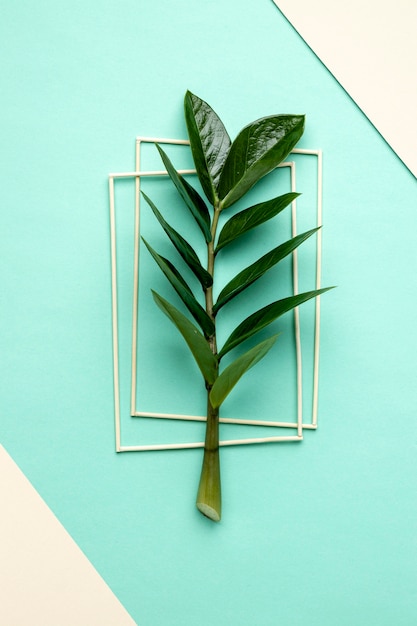 Free photo flat lay green plant composition