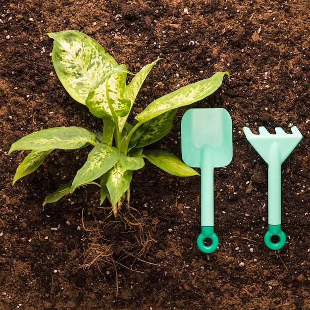 Flat lay of green plant and garden equipment