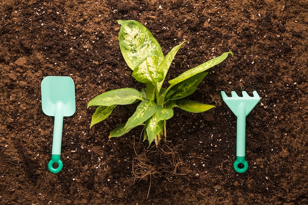 Flat lay of green plant and garden equipment