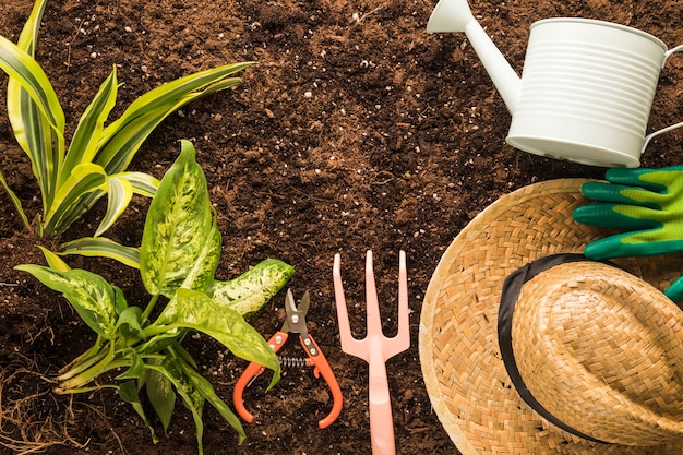 Flat lay of green plant and garden equipment