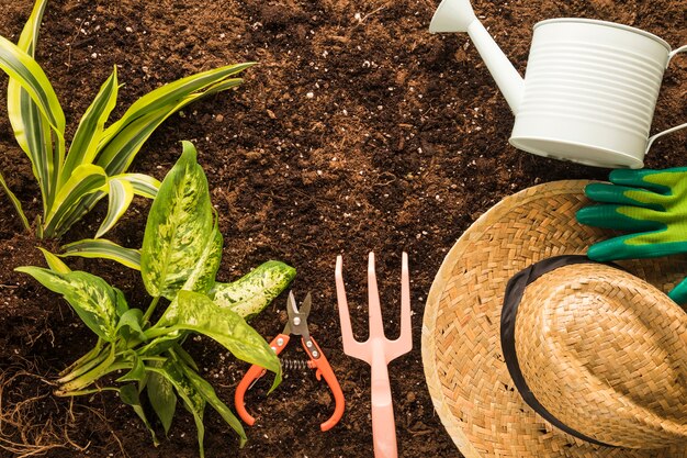 Flat lay of green plant and garden equipment