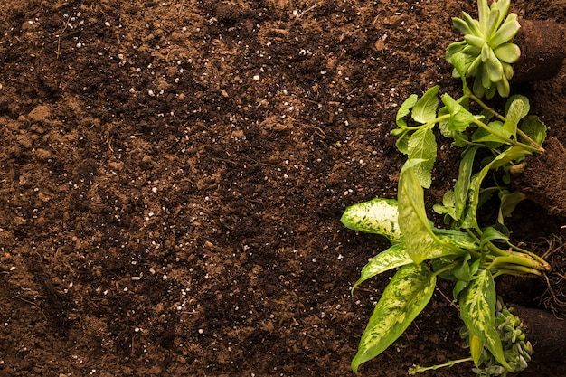 Foto gratuita disposizione piatta della pianta verde