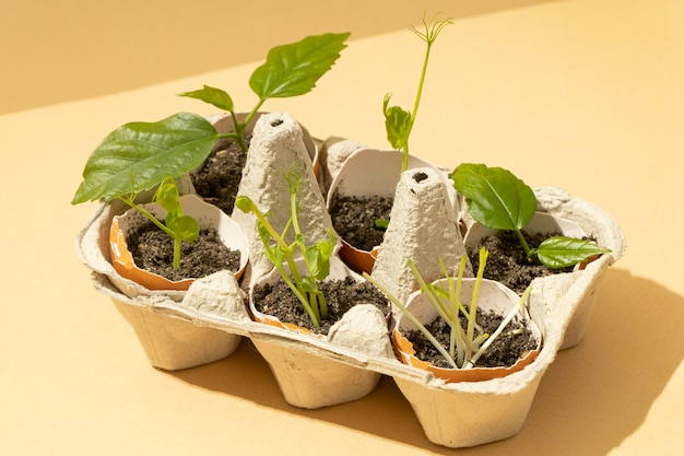 Flat lay of growing plants