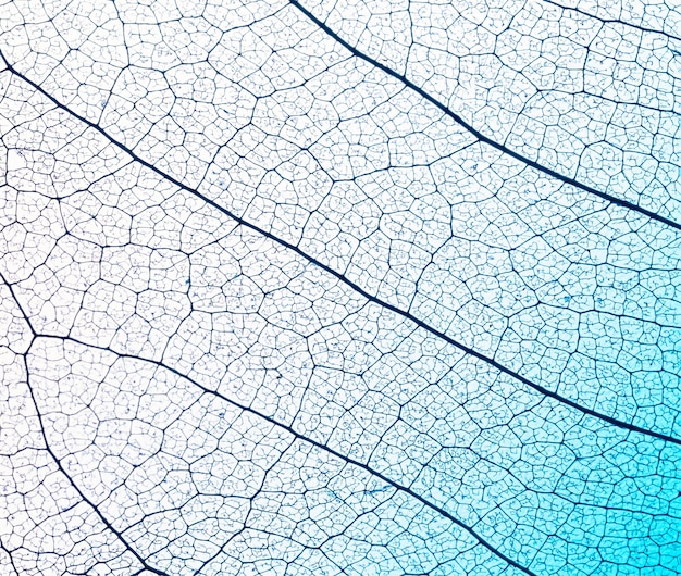 Free photo flat lay of leaf lamina texture