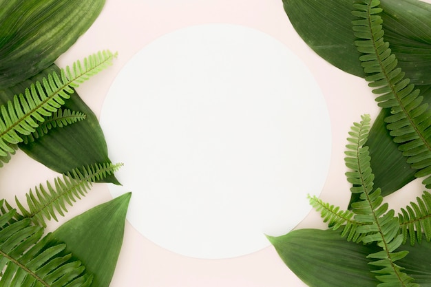 Flat lay of leaves and ferns with copy space