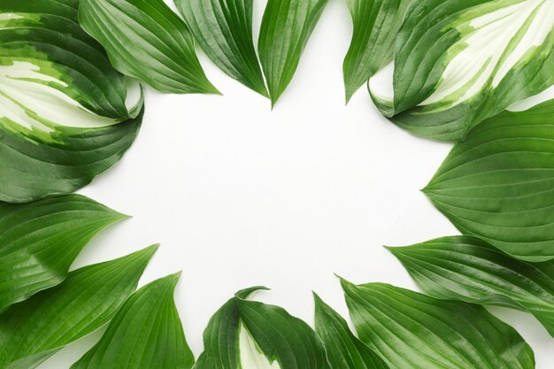 flat lay of leaves frame concept with copy space