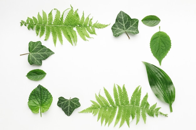 flat lay of leaves frame concept with copy space