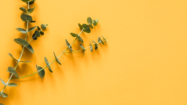 Flat lay of leaves with copyspace