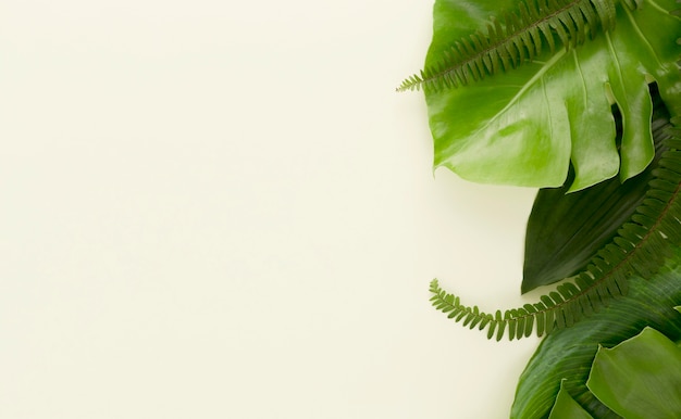 Flat lay of lots of leaves and ferns