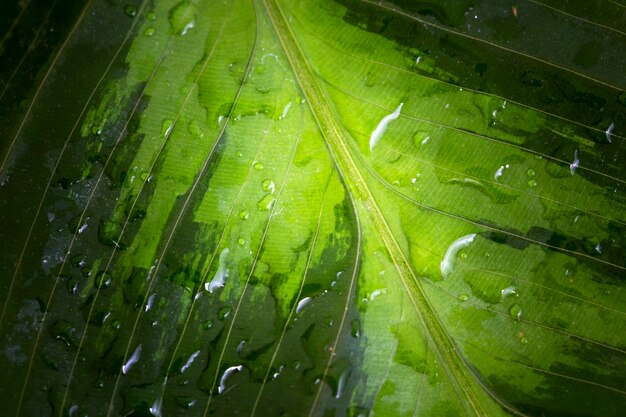 Flat lay of macro water drops on leaf