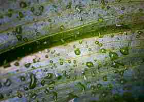 Foto gratuita lay piatto di macro gocce d'acqua sulla superficie della foglia della pianta