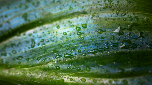 Flat lay of macro water drops on plant leaf