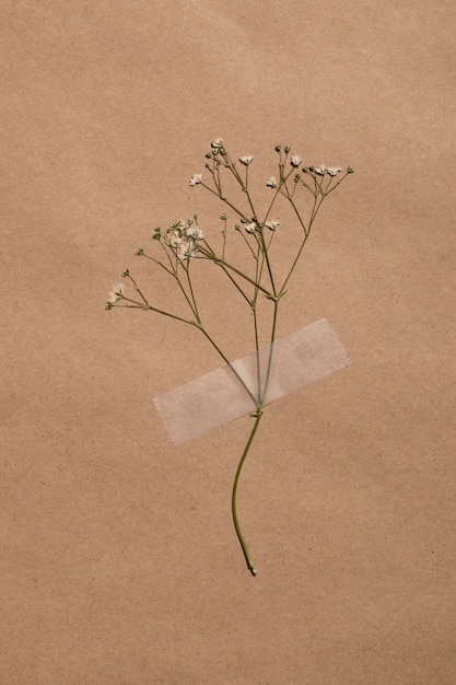 Free photo flat lay of minimal flowers