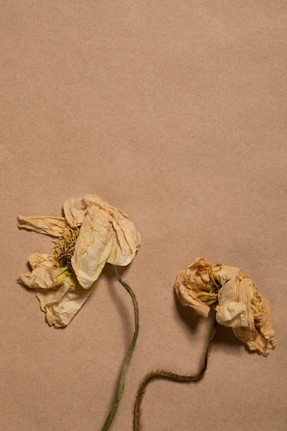 Free photo flat lay of minimal flowers