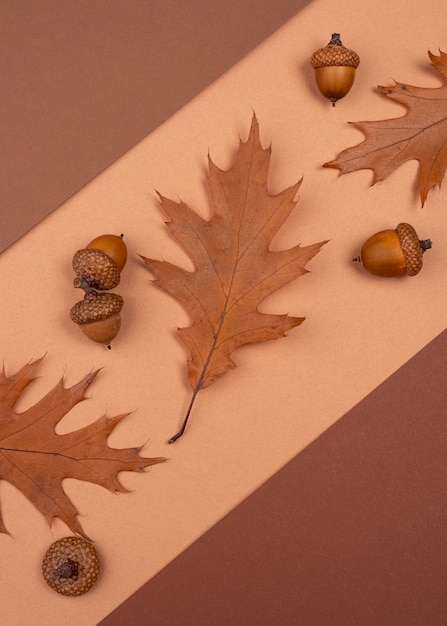 Flat lay of monochromatic leaves and acorns