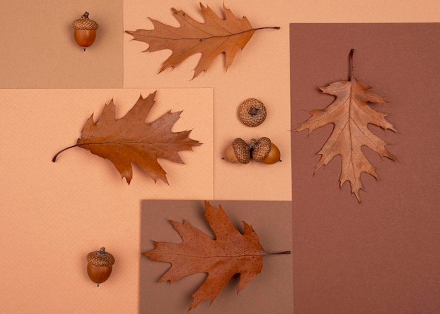 Flat lay of monochromatic selection of leaves and acorns