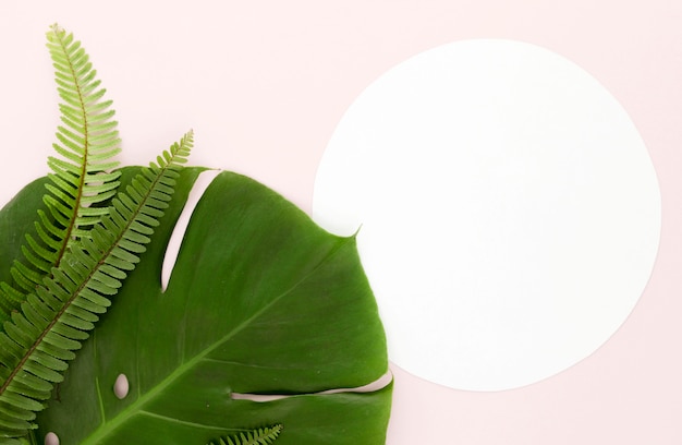 Flat lay of monstera leaf and ferns with copy space