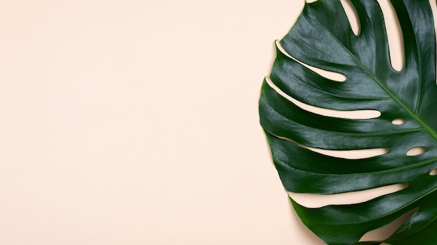 Flat lay of monstera leaf with copy space