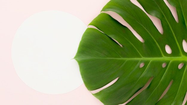 Free photo flat lay of monstera leaf