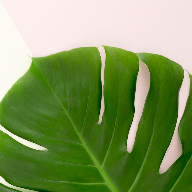 Flat lay of monstera leaf