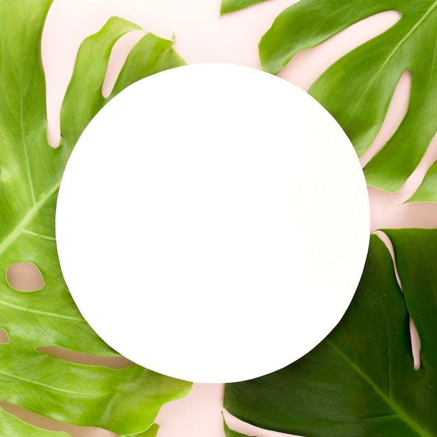 Flat lay of monstera leaves with copy space