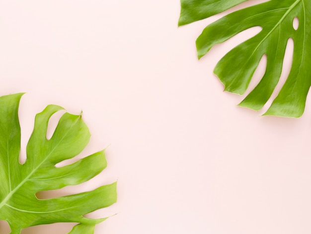 Free photo flat lay of monstera leaves