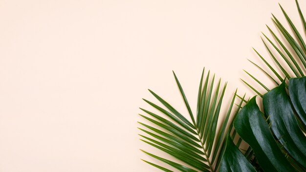 Flat lay of monstera and other leaves with copy space