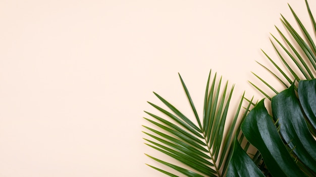 Flat lay of monstera and other leaves with copy space