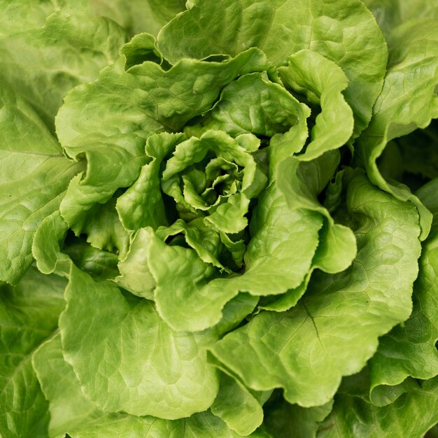 Flat lay natural salad