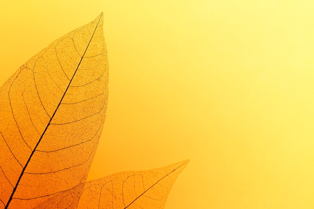 Бесплатное фото Плоская планировка цветных листьев с прозрачной текстурой